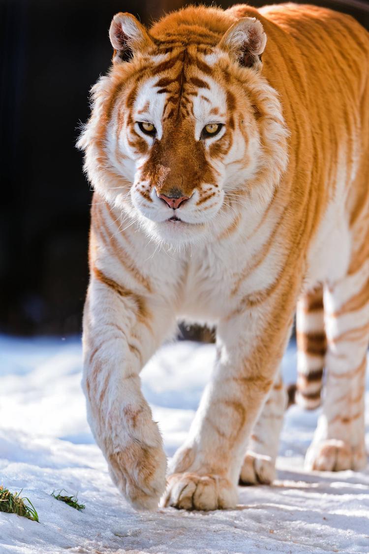Golden Tiger golden tiger